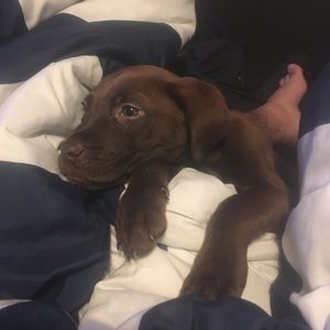 Meet your Posher, Hanalec